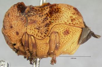 Media type: image; Entomology 9359   Aspect: habitus lateral view